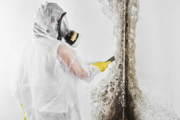 Best Office Mold Removal Services  in North Muskegon, MI