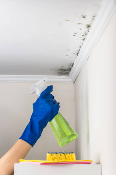 Best Mold Testing  in North Muskegon, MI